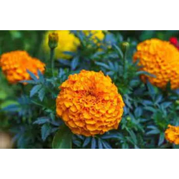 Natural Marigold Plants