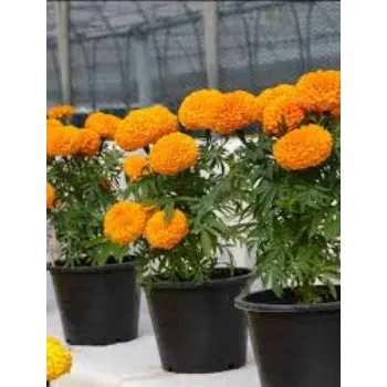 Marigold Flower Plant Exporter