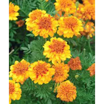 Marigold Flower Plant Manufacturer