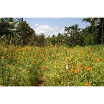 Fresh Marigold Plant