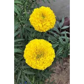 Marigold Flower Plants Manufacturer