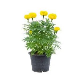 Marigold Flower Plants Manufacturer