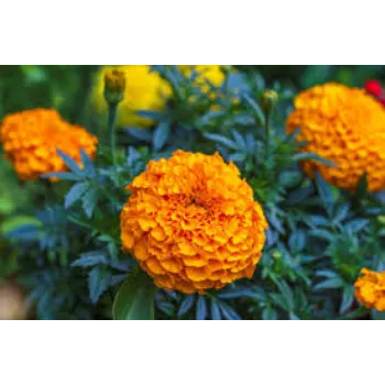 Marigold Flower Plants Manufacturer