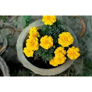 Organic Marigold Plant Manufacturer