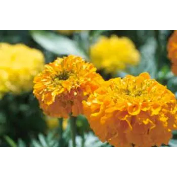 Fresh Marigold Plant Exporter
