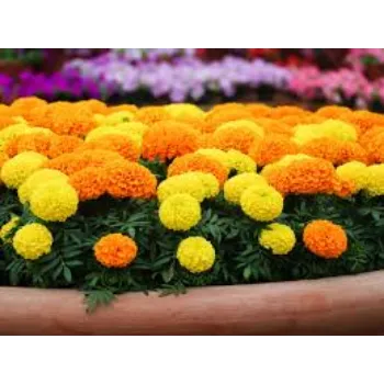 Natural Marigold Plants
