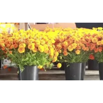 Organic Marigold Plants