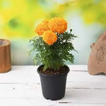Natural Marigold Plants