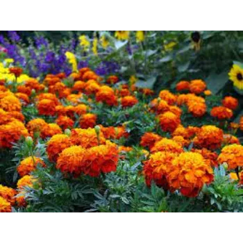 Organic Marigold Plants