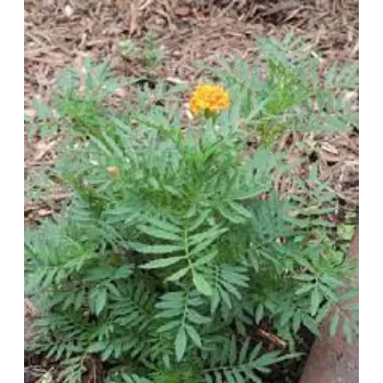 Natural Marigold Plants