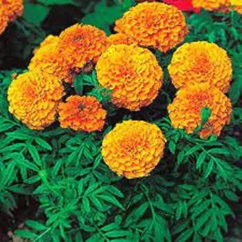 Natural Marigold Plants