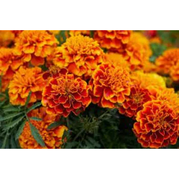 Fresh Marigold Plants