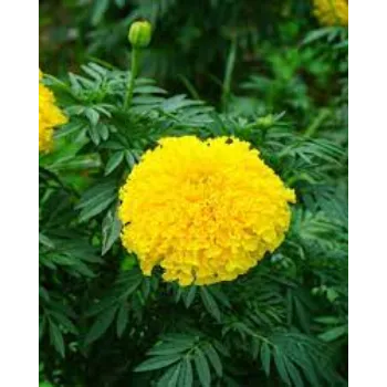 Natural Marigold Plants
