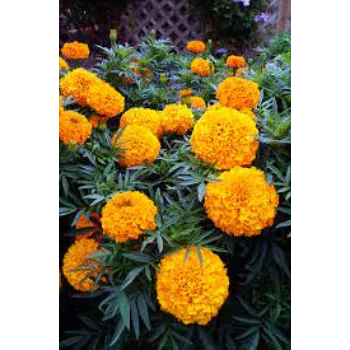 Natural Marigold Plants