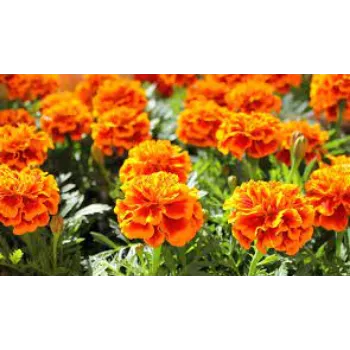 Common Marigold Plants