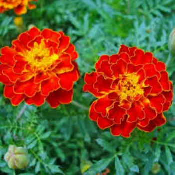 Organic Marigold Plants