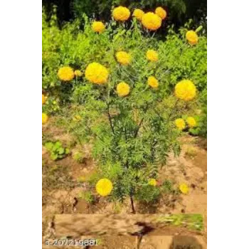 Natural Marigold Plants
