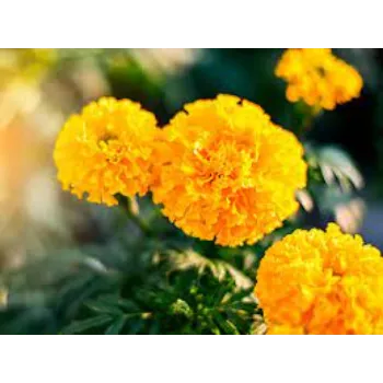 Organic Marigold Plant