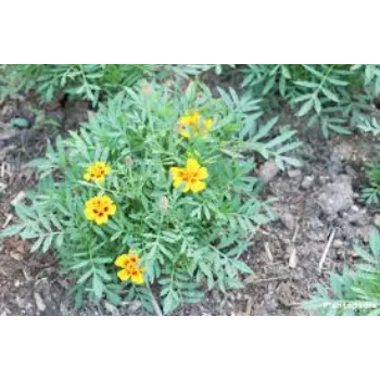 Organic Marigold Plant