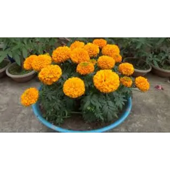 Organic Marigold Plant