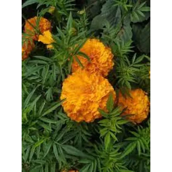 Organic Marigold Plant