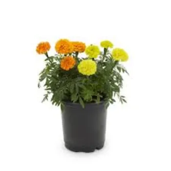 Fresh Marigold Flower Exporter