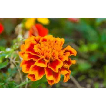 Organic Marigold Plant Manufacturer