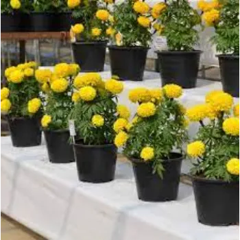 Common Marigold  Plant
