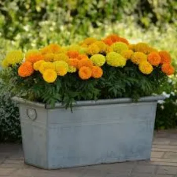 Organic Marigold Plant Manufacturer