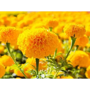 Natural Marigold Plants Manufacturer