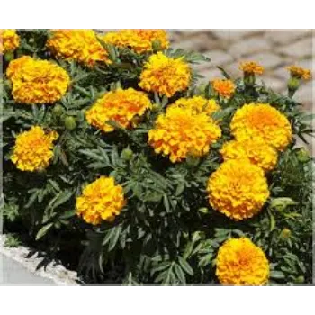 Organic Marigold Plant