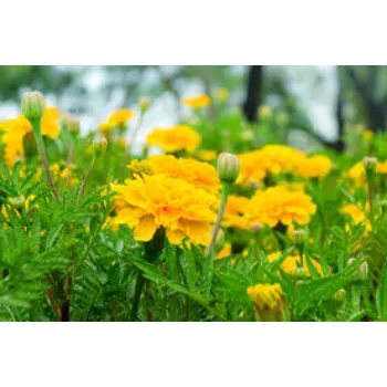 Organic Marigold Plant