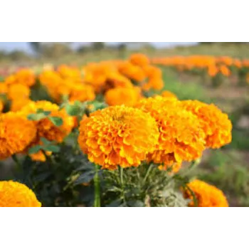 Natural Marigold Plant