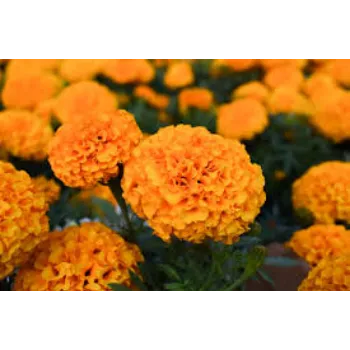 Natural Marigold Plant