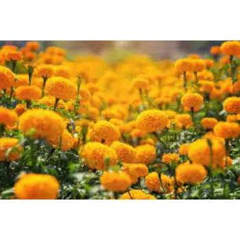 Organic Marigold Plant