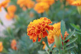 Marigold Plants