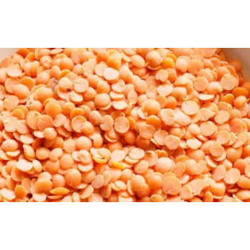 Common Masoor Dal