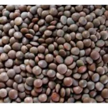 Organic Split Masoor Dal