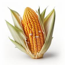 Maize seed