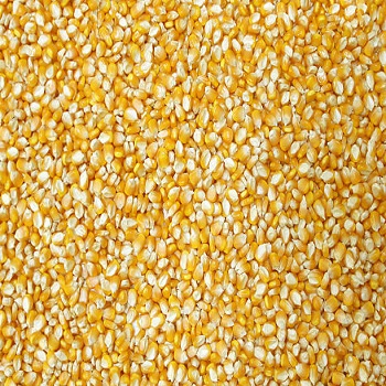 Maize Seed