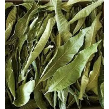  Dried Mango Leaves