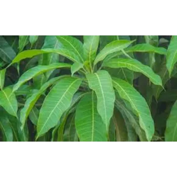 Dried Mango Leaves