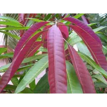 Organic Dried Mango Leaves