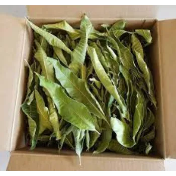 Dried Mango Leaves