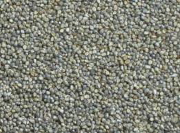 Millet Seed