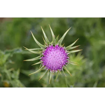 Pink Milk Thistle