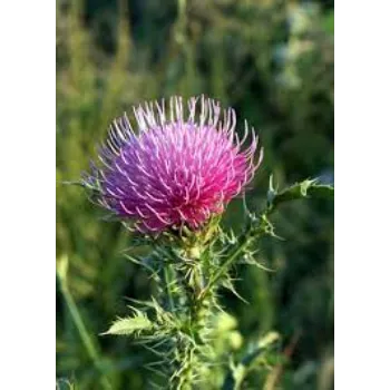 RAJESWARI NURSERY Milk Thistle