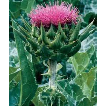 Roshni Agri forestry Milk Thistle