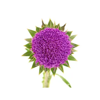Milk Thistle