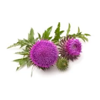 Organic Milk Thistle